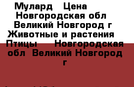 Мулард › Цена ­ 300 - Новгородская обл., Великий Новгород г. Животные и растения » Птицы   . Новгородская обл.,Великий Новгород г.